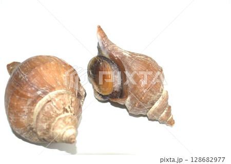 新鮮なツブ貝 128682977