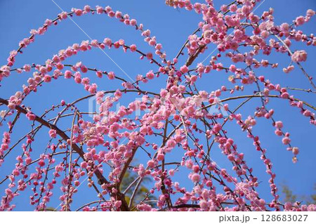 青空を背景にしたピンク色のしだれ梅 青空を背景にしたピンク色のしだれ梅 128683027
