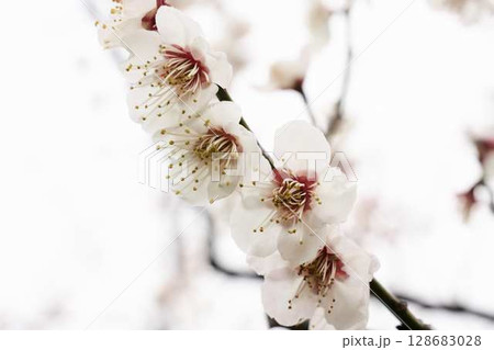白い光に溶け込む梅の花 白い光に溶け込む梅の花 128683028