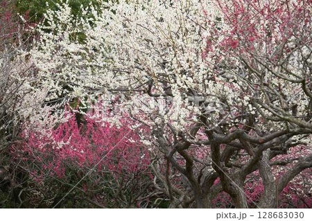 咲き乱れる白とピンクの梅の花 128683030