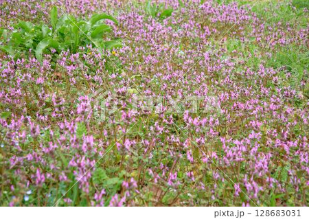 春の野原に咲くホトケノザの花 128683031