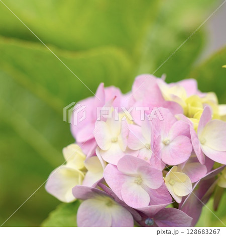 淡いピンク色のかわいい紫陽花の花 グリーン背景 淡いピンク色のかわいい紫陽花の花 グリーン背景 128683267