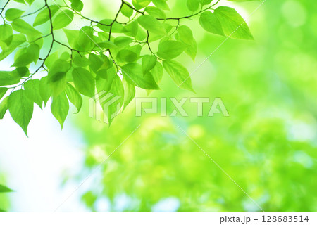 清々しさが漂う新緑の季節 128683514