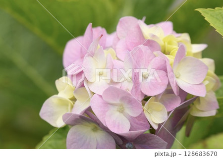 淡いピンク色のかわいい紫陽花の花　グリーン背景 128683670