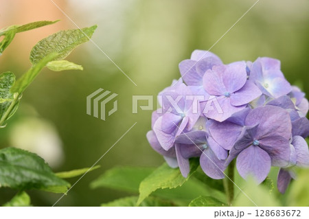 梅雨の晴れ間に咲く 薄紫色のふんわり紫陽花 梅雨の晴れ間に咲く 薄紫色のふんわり紫陽花 128683672