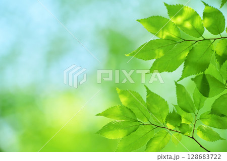 清々しさが漂う新緑の季節 128683722