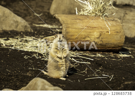 立ち上がるプレーリードッグ 128683738