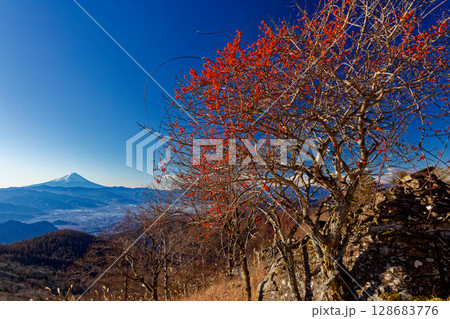 乾徳山・扇平のマユミの実と富士山の眺め 128683776