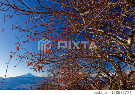乾徳山・扇平のマユミの実と富士山の眺め 128683777