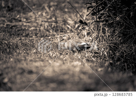 春のカルガモ～セピアVer.～ 128683785