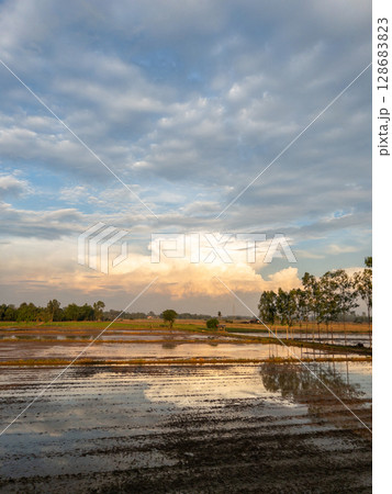 Serene Evening Rice Paddy with Dramatic Clouds. 128683823