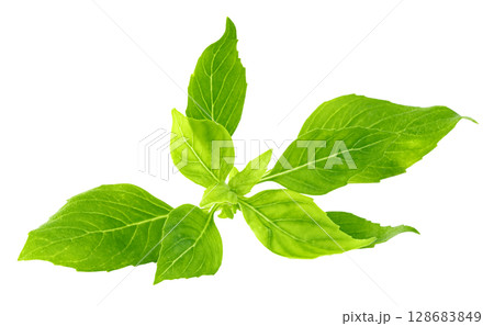 leaf  fresh basil isolate, Green leaves pattern 128683849