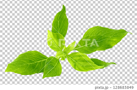 leaf  fresh basil isolate, Green leaves pattern 128683849