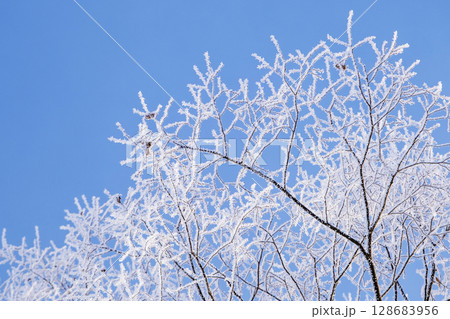 霜（蒜山高原） 128683956