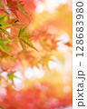 鮮やかな紅葉 128683980