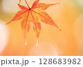 真っ赤な紅葉 128683982