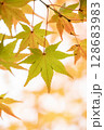 紅葉したモミジ 128683983