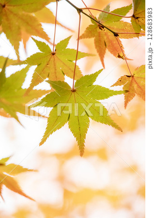 紅葉したモミジ 128683983