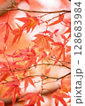 赤いモミジ 128683984