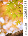 紅葉したもみじ 128683985