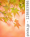 紅葉したモミジ 128683986