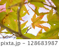 紅葉したモミジ 128683987