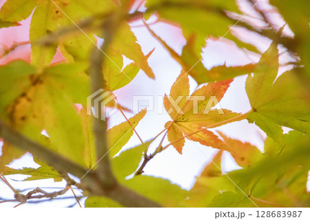 紅葉したモミジ 128683987