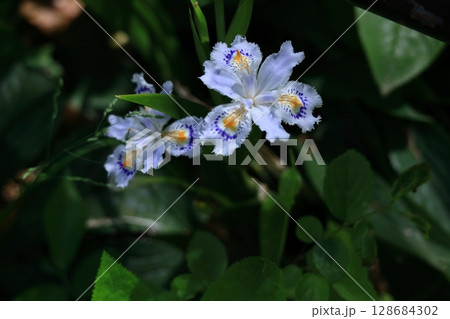 種子のない花 128684302