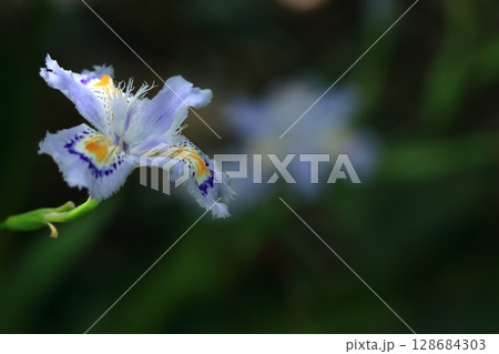種子のない花 種子のない花 128684303