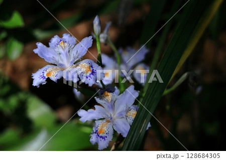 種子のない花 128684305