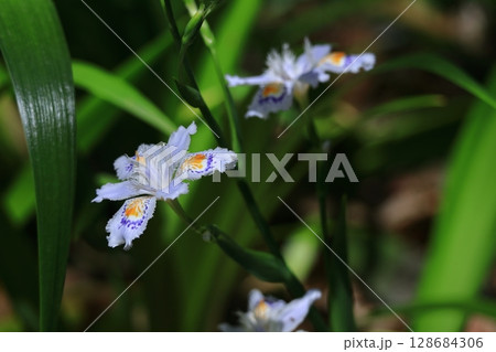 種子のない花 128684306