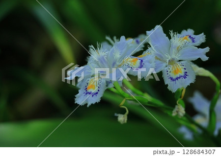 種子のない花 128684307