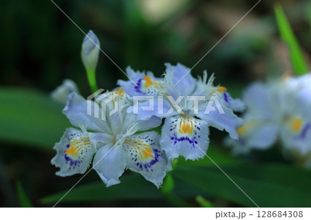 種子のない花 128684308