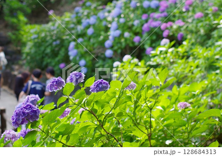 紫陽花の道をゆく 128684313
