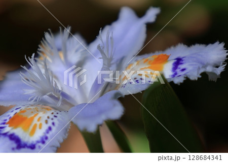 種子のない花 128684341