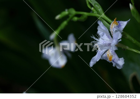 種子のない花 種子のない花 128684352