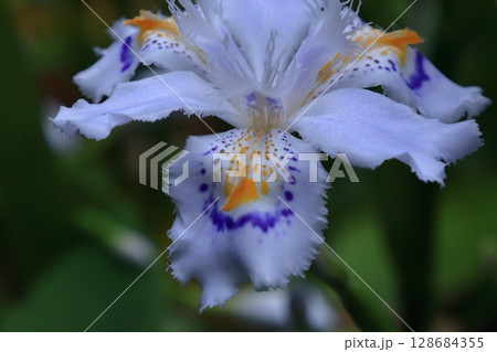 種子のない花 128684355