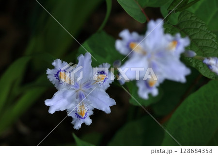 種子のない花 128684358