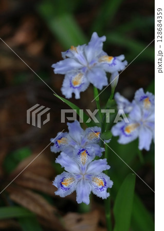 種子のない花 128684359