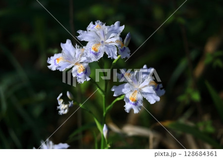 種子のない花 128684361