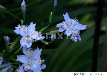 種子のない花 128684372