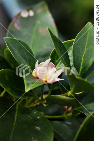 シキミの花 128684584