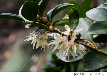 シキミの花 シキミの花 128684587