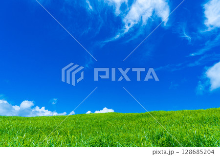 を表示する 奈良県曽爾村　曽爾高原の緑のススキの絨毯と真夏の青空 128685204