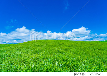 を表示する 奈良県曽爾村 曽爾高原の緑のススキの絨毯と真夏の青空 を表示する 奈良県曽爾村 曽爾高原の緑のススキの絨毯と真夏の青空 128685205