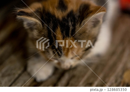 スリーピング・キューティー スリーピング・キューティー 128685350