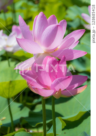 岩手県大船渡市に咲く中尊寺蓮 128685418