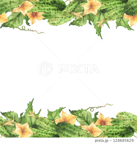 Cucumbers seamless border frame with yellow flowers, leaves, buds and curling plant tendril. Watercolor realistic illustration hand drawn Botanical vegetable harvest pattern Isolated from background Cucumbers seamless border frame with yellow flowers, leaves, buds and curling plant tendril. Watercolor realistic illustration hand drawn Botanical vegetable harvest pattern Isolated from background 128685629