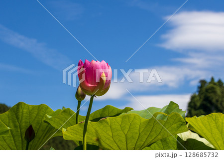 夏の空と中尊寺蓮 128685732