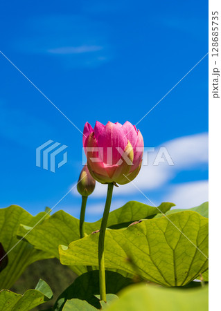 夏の空と中尊寺蓮 夏の空と中尊寺蓮 128685735